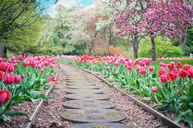 blommor i en park